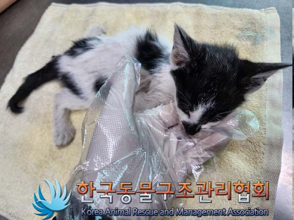 한국동물구조관리협회_411315202300334
